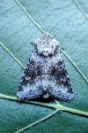 Hecatera bicolorata