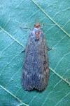 Lamoria anella