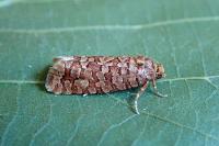Lozotaeniodes formosana