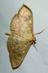 Patania ruralis
