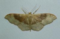 Idaea degeneraria