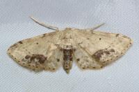 Idaea dimidiata