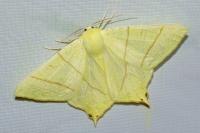 Ourapteryx sambucaria