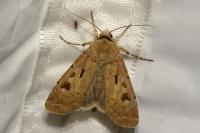 Agrotis exclamationis