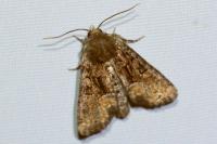Oligia latruncula