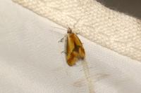 Batia lunaris