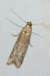 Ephestia elutella/woodiella