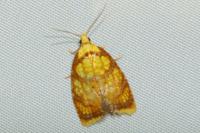 Acleris bergmanniana