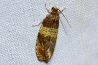 Celypha aurofasciana