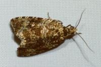 Celypha lacunana