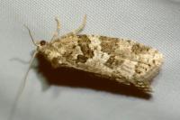 Cnephasia stephensiana