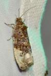 Hedya nubiferana