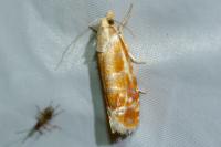 Rhyacionia buoliana