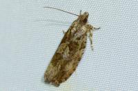 Zeiraphera isertana