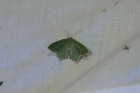 Hemithea aestivaria