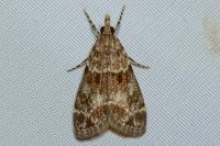 Eudonia mercurella