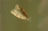 Aleimma loeflingiana