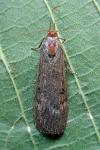 Lamoria anella