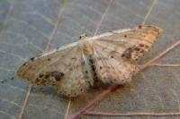 Idaea dimidiata
