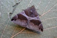 Dysgonia algira