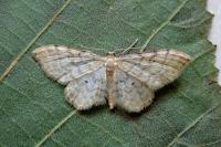 Idaea fuscovenosa