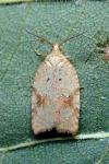 Acleris ferrugana/notana