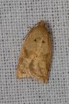 Acleris ferrugana/notana