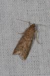Ephestia elutella/woodiella