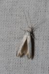 Coleophora