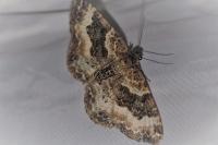 Epirrhoe alternata
