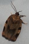 Choristoneura hebenstreitella