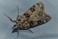 Eudonia delunella