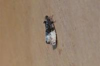 Hedya nubiferana