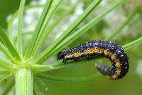 Depressaria daucella