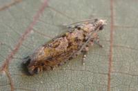 Zeiraphera isertana
