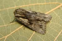 Chloantha hyperici