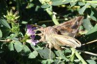 Autographa gamma