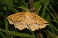 Epione repandaria