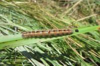 Acronicta albovenosa