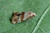 Phalonidia contractana