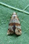 Phalonidia contractana