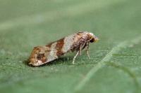 Phalonidia contractana