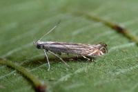 Isophrictis