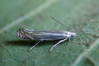 Isophrictis