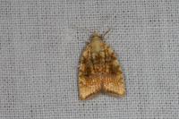 Aleimma loeflingiana