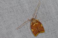 Carcina quercana