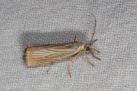 Chrysoteuchia culmella