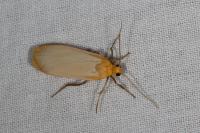 Katha depressa