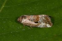 Elaphria venustula