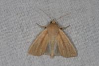 Mythimna straminea
